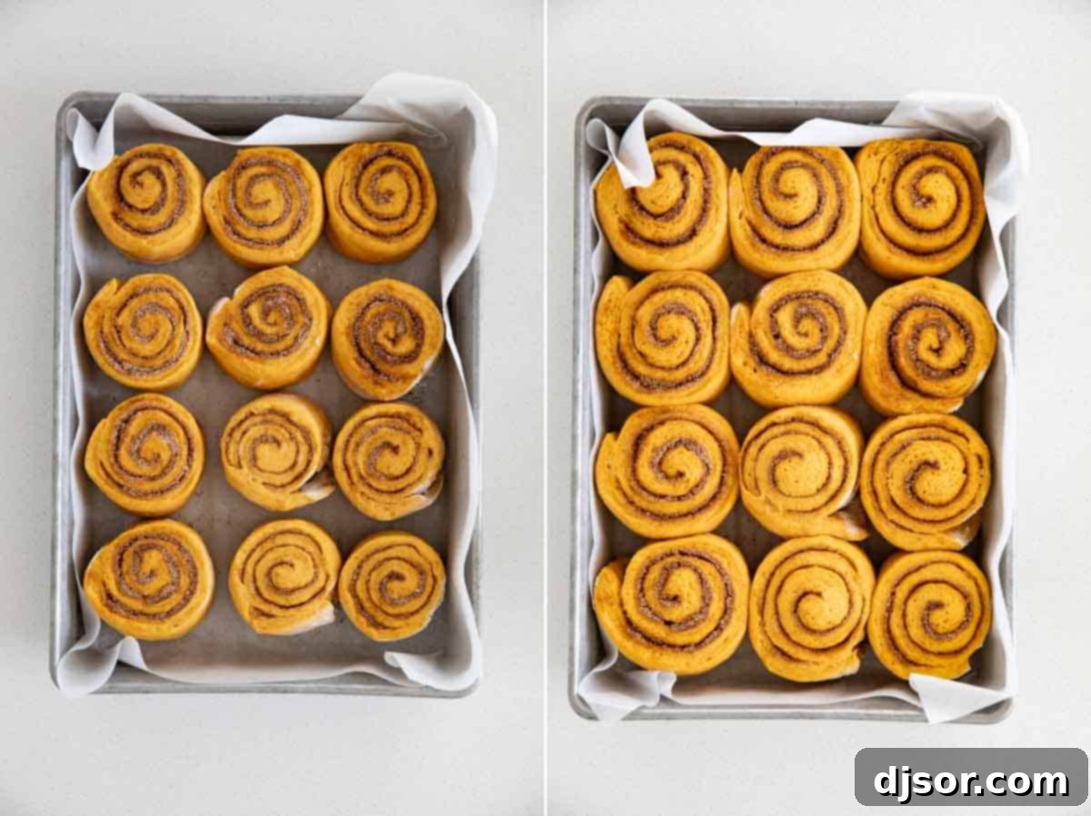 A comparison photo illustrating the significant size difference of pumpkin cinnamon rolls before and after their final rise.