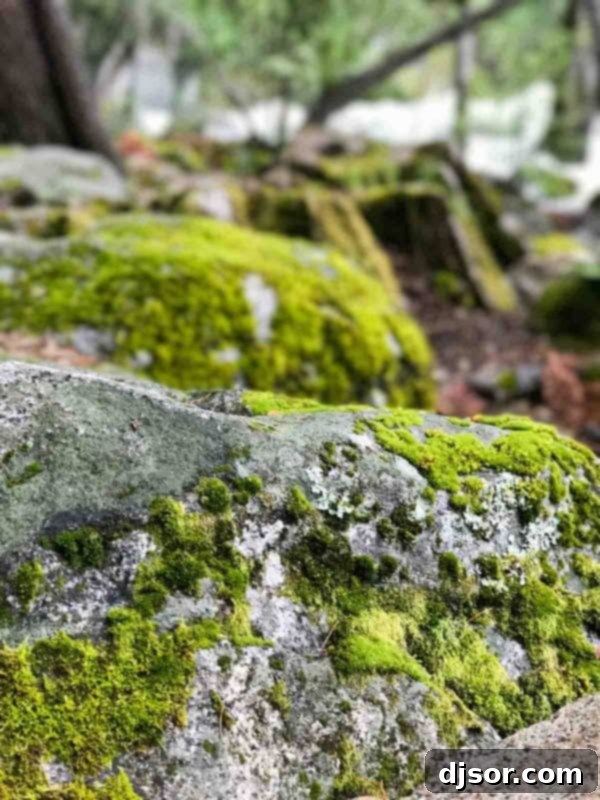 Yosemite National Park: Our Housekeeping Camp Adventure 24 Yosemite National Park and Housekeeping Camp