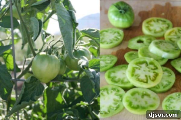 Lush green tomatoes ripening on the vine in a vibrant home garden, waiting to be harvested for a delicious recipe.