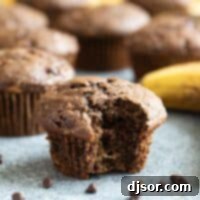 Chocolate Banana Muffin with a bite taken from it with mini chocolate chips around the muffin.