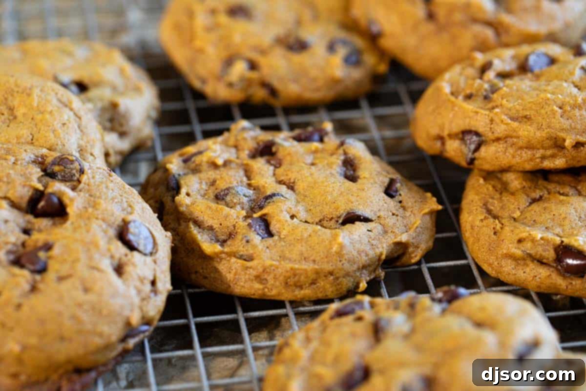 Harvest Pumpkin Chocolate Chip Delights 2 Pumpkin chocolate chip cookies cooling on a cooling rack.